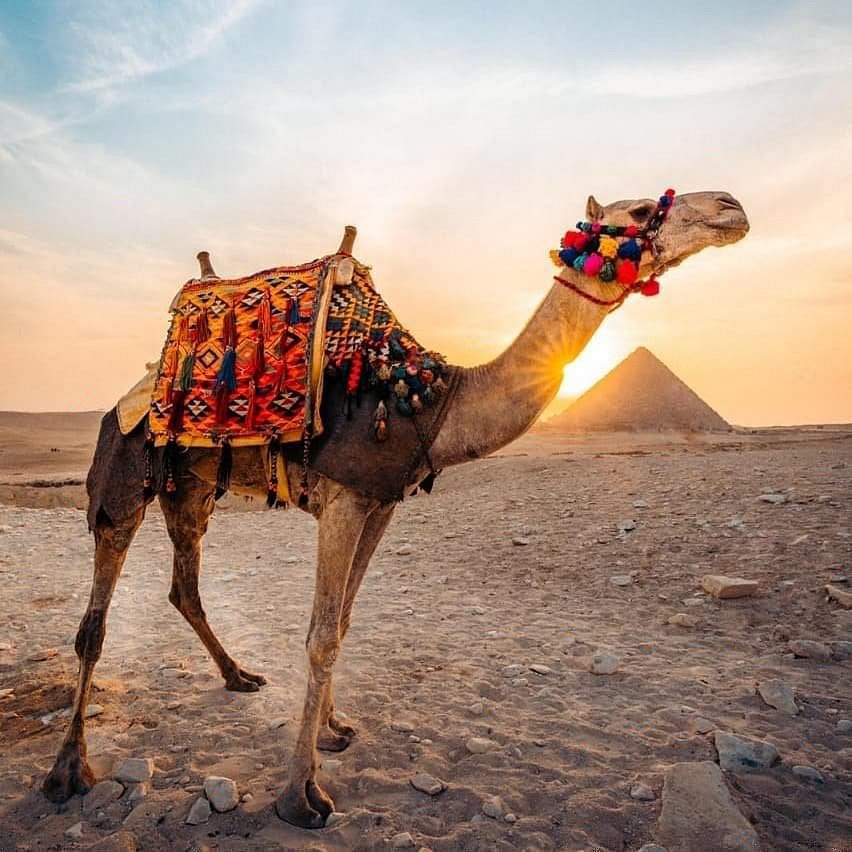 7days Cairo and Siwa