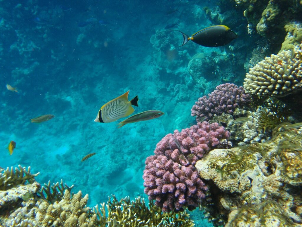 honeymoon in sharm el sheikh