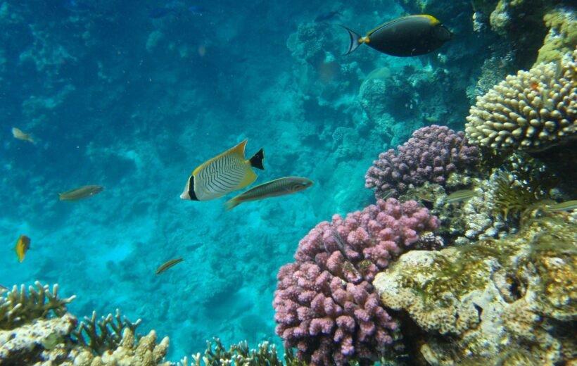 Enchanting 7 Days Honeymoon in Sharm El Sheikh and Cairo