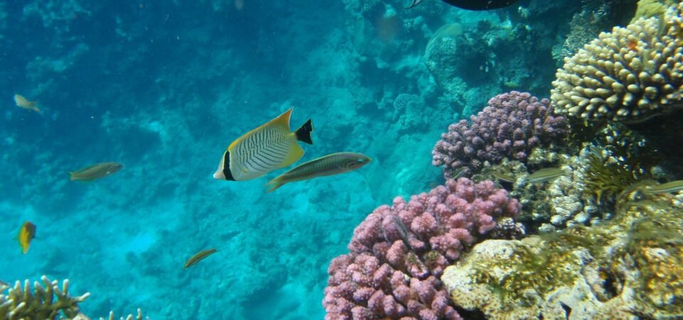 honeymoon in sharm el sheikh