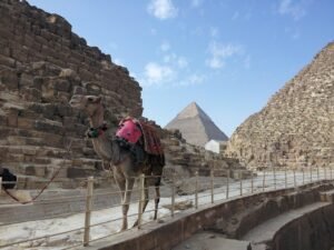 camel at giza pyramids