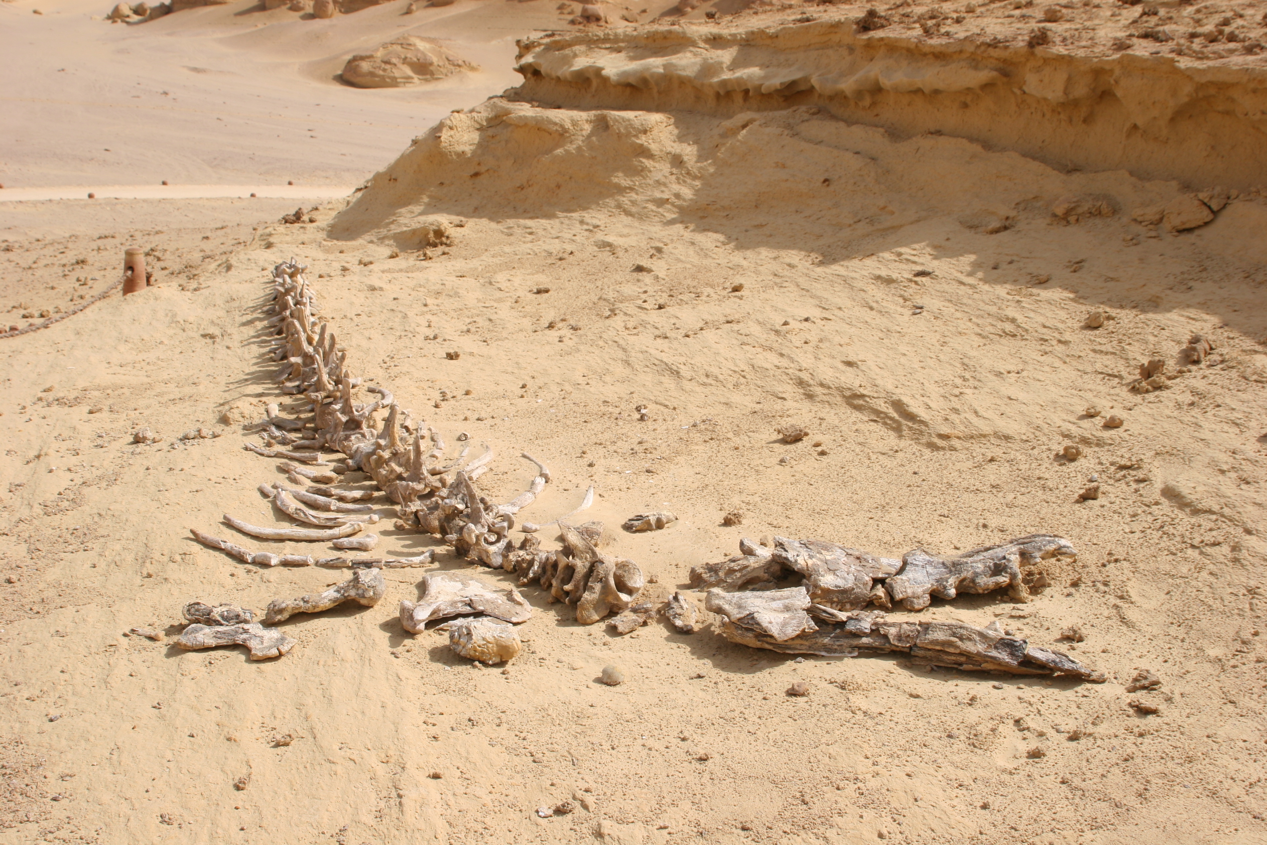 wadi Al-Hitan